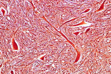 Cerebellum, Thalamus, Medulla oblongata, Spinal cord and Motor Neuron human under the microscope in Lab.
