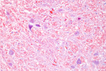 Cerebellum, Thalamus, Medulla oblongata, Spinal cord and Motor Neuron human under the microscope in Lab.
