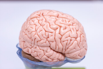 Cerebellum, Thalamus, Medulla oblongata, Spinal cord and Motor Neuron human under the microscope in Lab.
