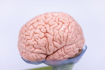 Cerebellum, Thalamus, Medulla oblongata, Spinal cord and Motor Neuron human under the microscope in Lab.
