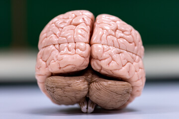 Cerebellum, Thalamus, Medulla oblongata, Spinal cord and Motor Neuron human under the microscope in Lab.
