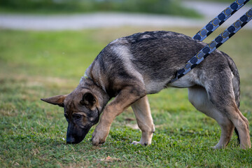 A four-month-old German Shepherd puppy in tracking training. Green grass in the background