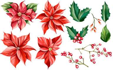 Watercolor set of isolated Christmas illustrations, poinsettias flower, holly, red berries, cones, fir branches.