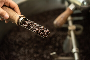 Hand baristas enjoying burned beans aroma while holding them on spatula. Industry coffee beans...