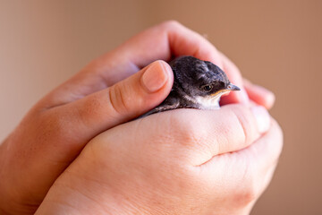 Golondrina protegida para retomar vuelo
