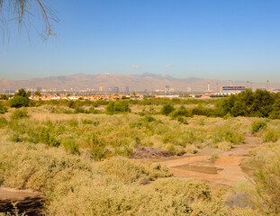 Henderson Bird Viewing Preserve, Henderson, NV.
