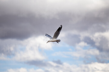 Andean seagull flying in the valley