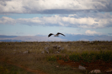 Andean seagull flying in the valley