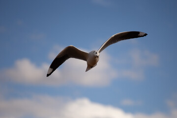 Andean seagull flying in the valley