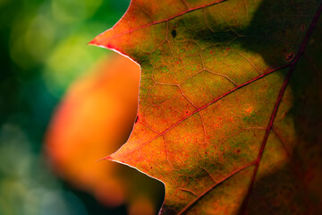 Roteiche Quercus rubra Blatt Herbst rot Farben Makro Details Nahaufnahme Strukturen Jahreszeit rot...