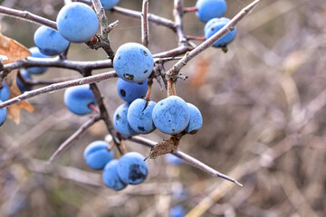 blackthorn on a branch
