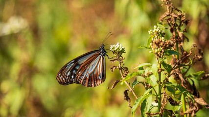 アサギマダラ　旅をする蝶
