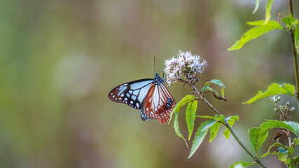 アサギマダラ　旅をする蝶