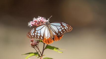 アサギマダラ　旅をする蝶