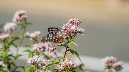 アサギマダラ　旅をする蝶