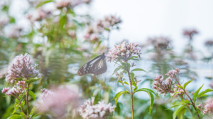 アサギマダラ　旅をする蝶