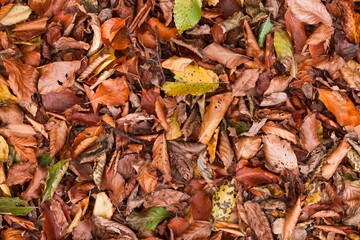 Colorful autumn leaves. Autumn forest background