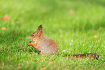 Squirrel in the autumn park..