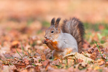 Naklejka na ściany i meble Squirrel in the autumn park..