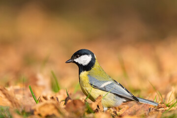 Naklejka premium Great tit close up ( Parus major )