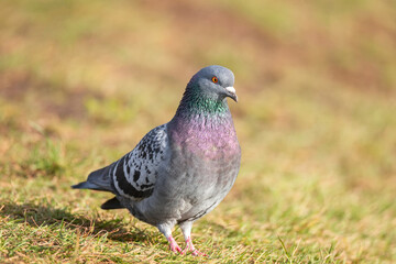 Beautiful pigeon bird standing on grass