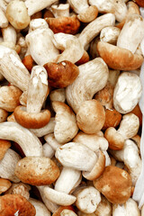 The harvest of porcini mushrooms in a heap, close-up.