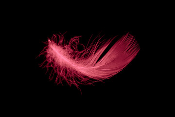 red bird feather on black isolated background