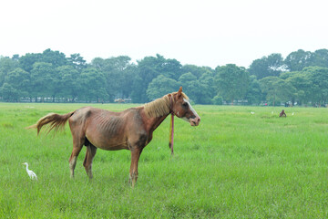 Obraz premium horse in field