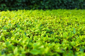 Many young green plant, nature concept.