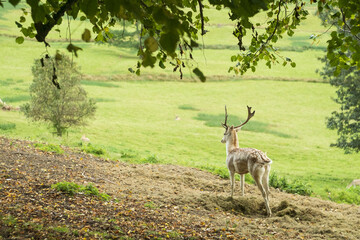 deer in the park