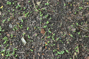 small sprouts are coming from ground