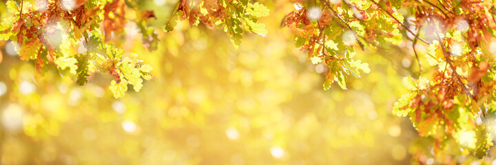 Naklejka na ściany i meble Autumn background with oak leaves. Soft focus