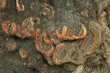 close up of a trunk of tree, abstract structure