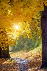 Autumn background - view of the city Park in October
