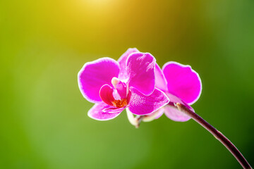 Fototapeta na wymiar Purple Orchid branch on green natural background