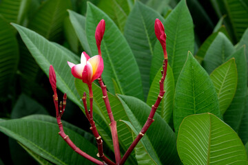 red and yellow flower