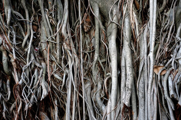 close up of a bark