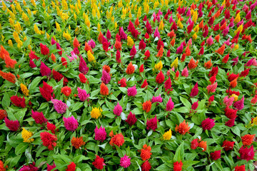 red and yellow tulips