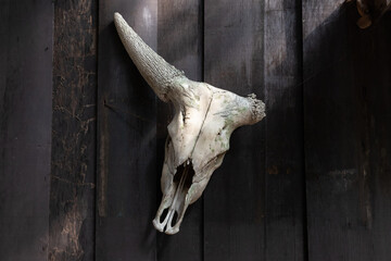 crack buffalo bone head with one horn on wooden wall.