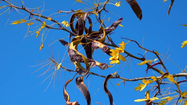 The carob (Ceratonia siliqua), fruits of a tree with seeds in autumn against a blue sky