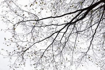 Russia. Saint-Petersburg. Autumn in the Novoznamenka Park. Bare tree branches against the sky.