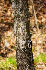Fototapeta premium Dendrocopos major - spotted woodpecker bird on a tree trunk.
