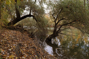 Forest channel in the Dniester delta. Autumn season. Odessa region (South of Ukraine).