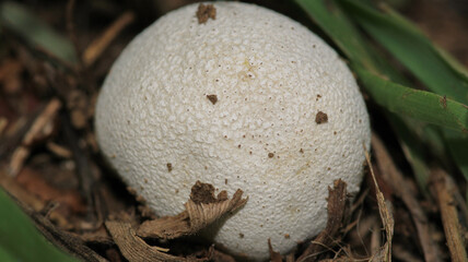 cogumelo natureza fungo mushroom macro photo