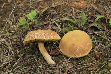 Xerocomellus chrysenteron mushroom macro photo