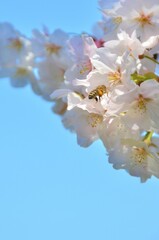 A bee comes to the cherry blossoms in full bloom