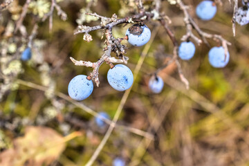 blackthorn on a branch