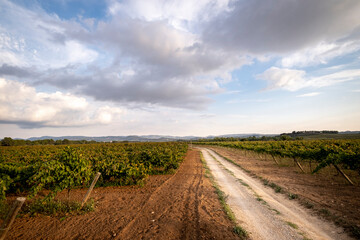 Fototapeta na wymiar Vineyard landscapes in autumn in the Penedes wine region in Catalonia