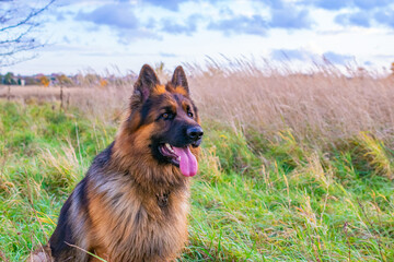 young german shepherd dog in nature