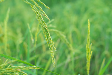 Green rice fields at harvest time. ears of rice ready for harvest.